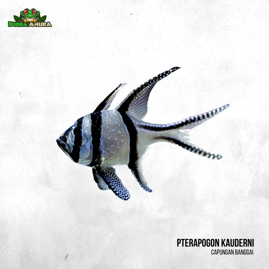 Ikan hias laut hidup Capungan Ambon - Pterapogon kauderni