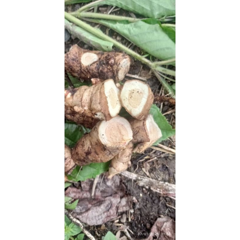 

TEMU IRENG ASLI SEGAR 1000 GRAM