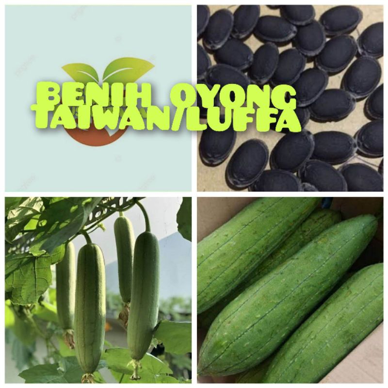 COD 60 BENIH GAMBAS OYONG/LUFFA TAIWAN BLUSTRU SUPER