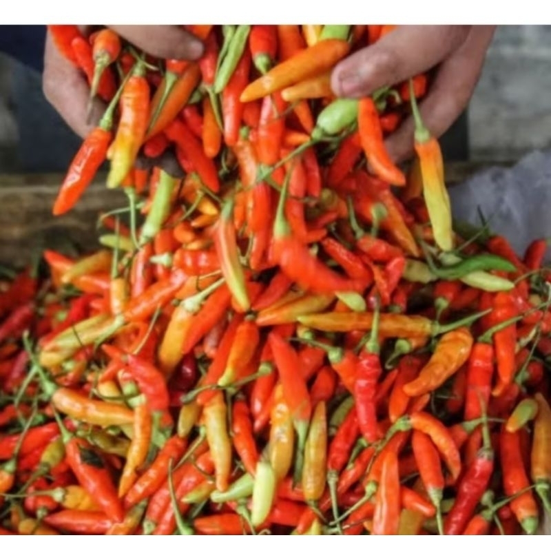

CABE RAWIT 250GRAM