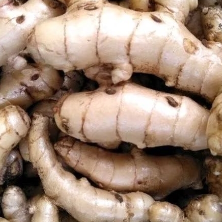 

Temu putih berkualitas untuk mengobati berbagai macam penyakit