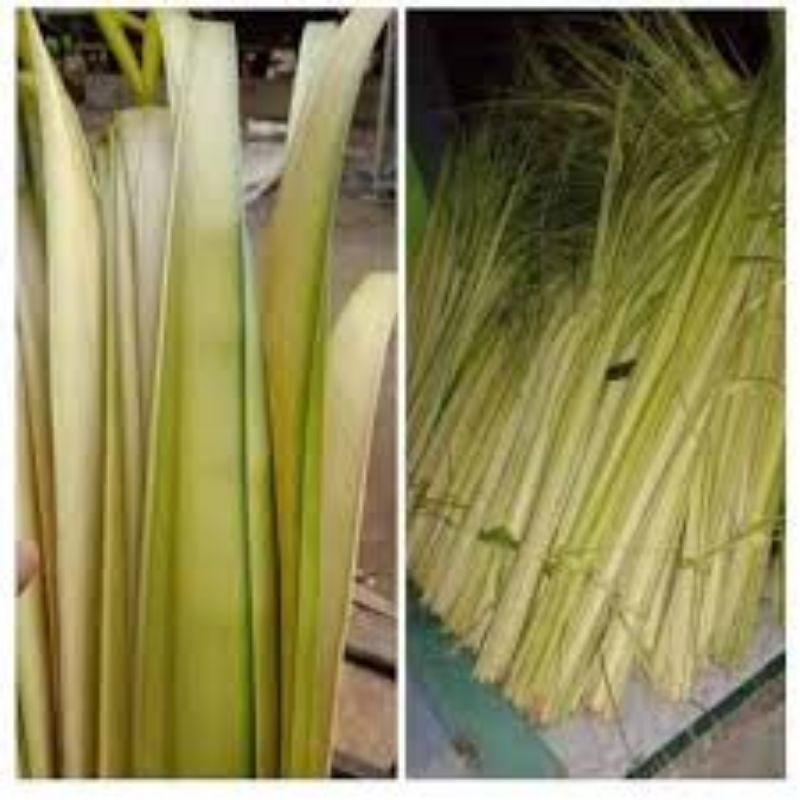 

janur kuning atau daun kelapa muda bagus 10 lembar