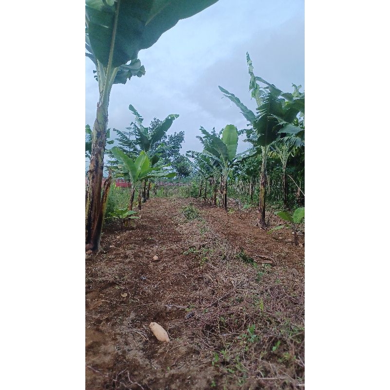 

Daun pisang segar 10 ribu per kilo gram