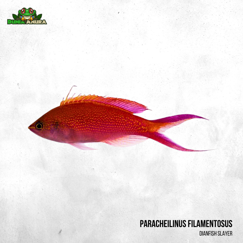 Ikan hias laut Dianfish Slayer (Filamented Flasher Wrasse)