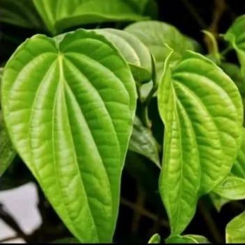 

DAUN SIRIH HIJAU KEMASAN 20 DAUN DAUN HERBAL ALAMI