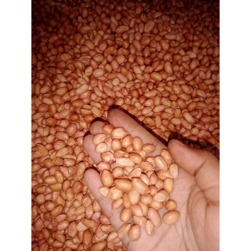 

Kacang India