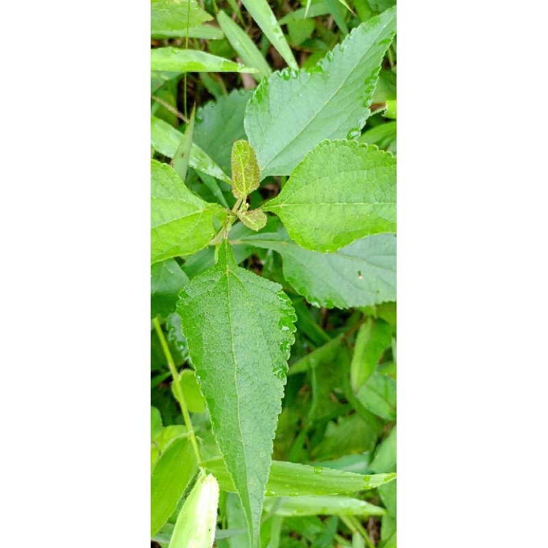

daun kirinyuh atau maranggo segar 250 gram