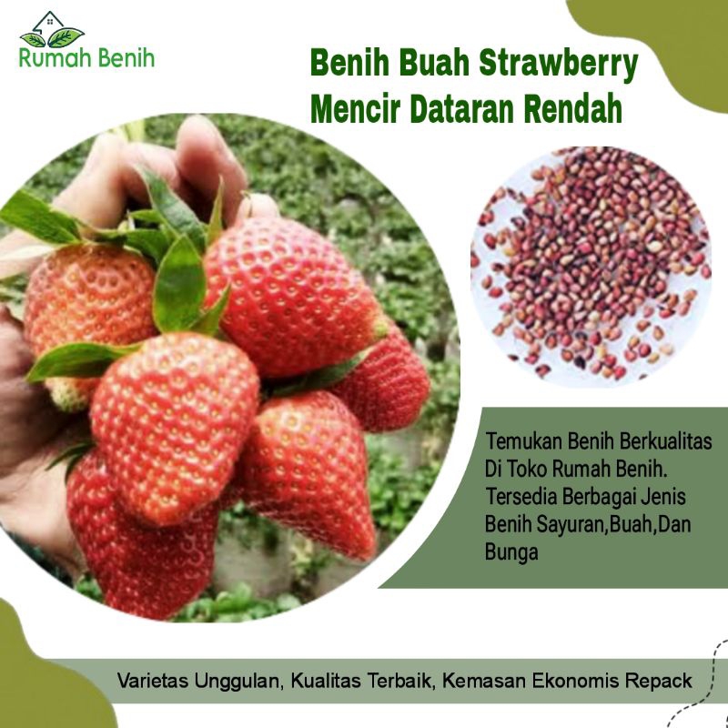 Benih Buah Strawberry Mencir Dataran Rendah / Bibit Benih Strawberry Mencir / Biji Benih Buah Strawb