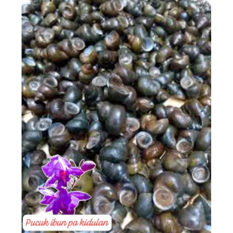 

keong tUtut sawah besar/500g