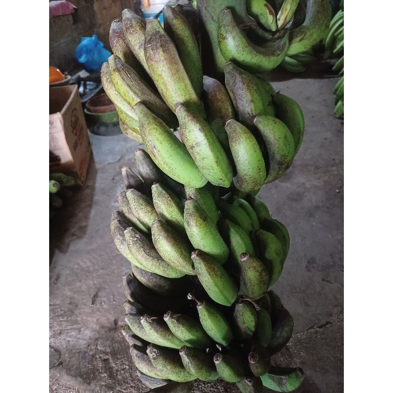 

pisang susu mentah 17/kg