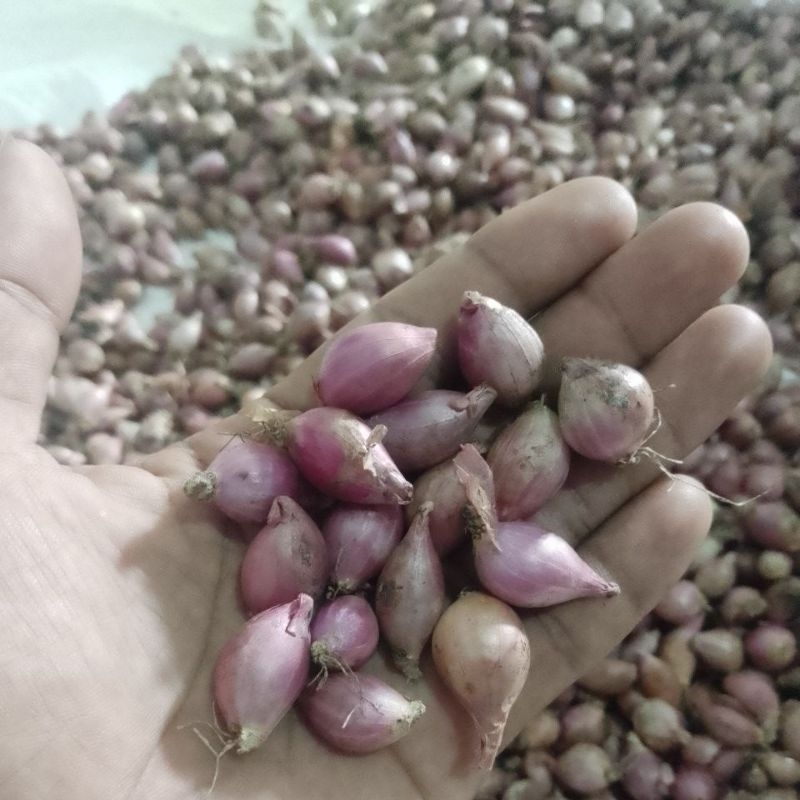 

Bawang Merah murah 1kg ukuran kecil