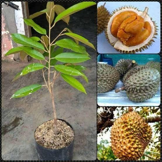 Bibit durian duri hitam ,durian ochee,durian black thorn berkwalitas