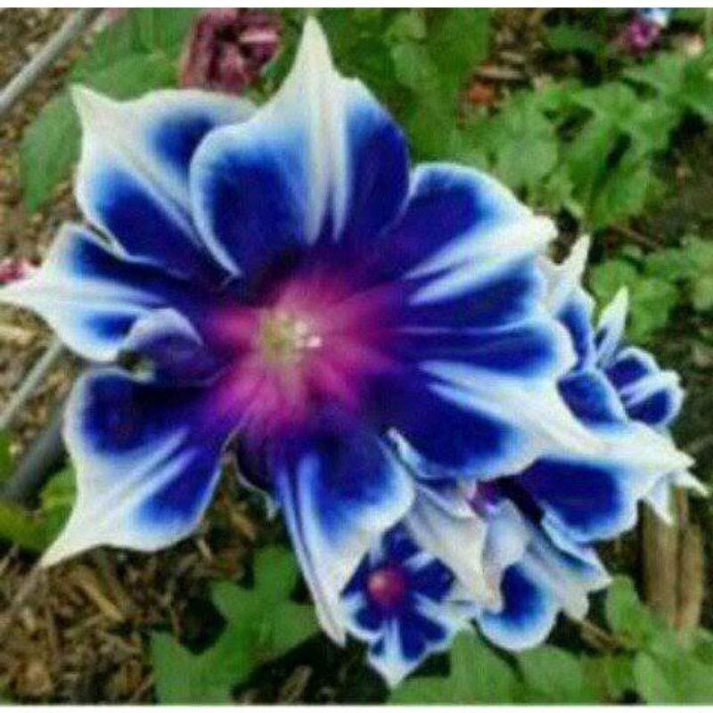 Bunga Kamboja jepang bunga adenium blue mistik ( Taman Hidup Bunga Adenium - Bunga murah )