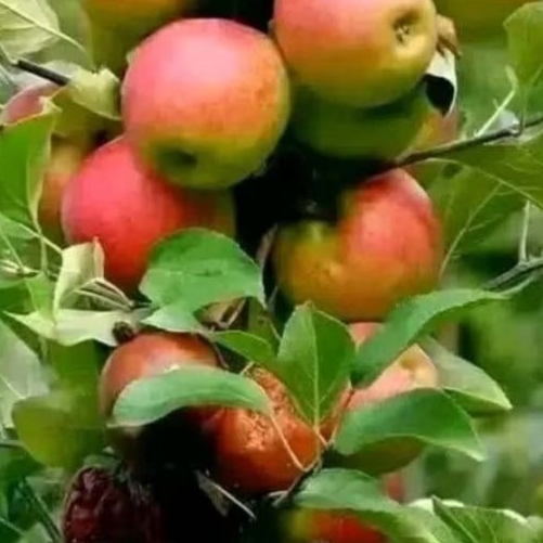 

apel segar dari kebun sendiri