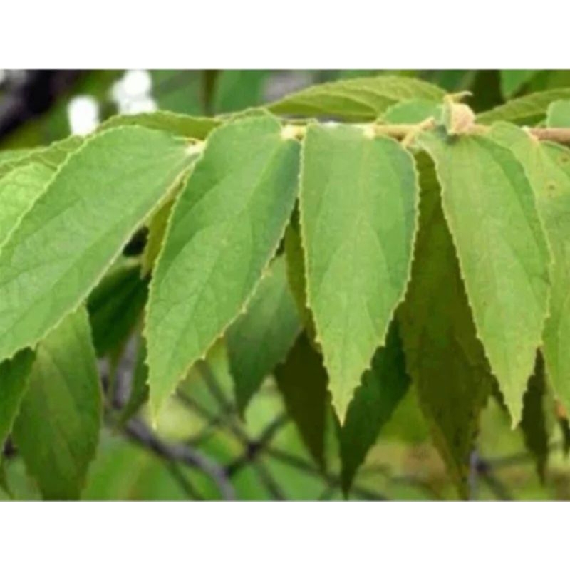 

Daun kersen segar petik langsung 500 gram