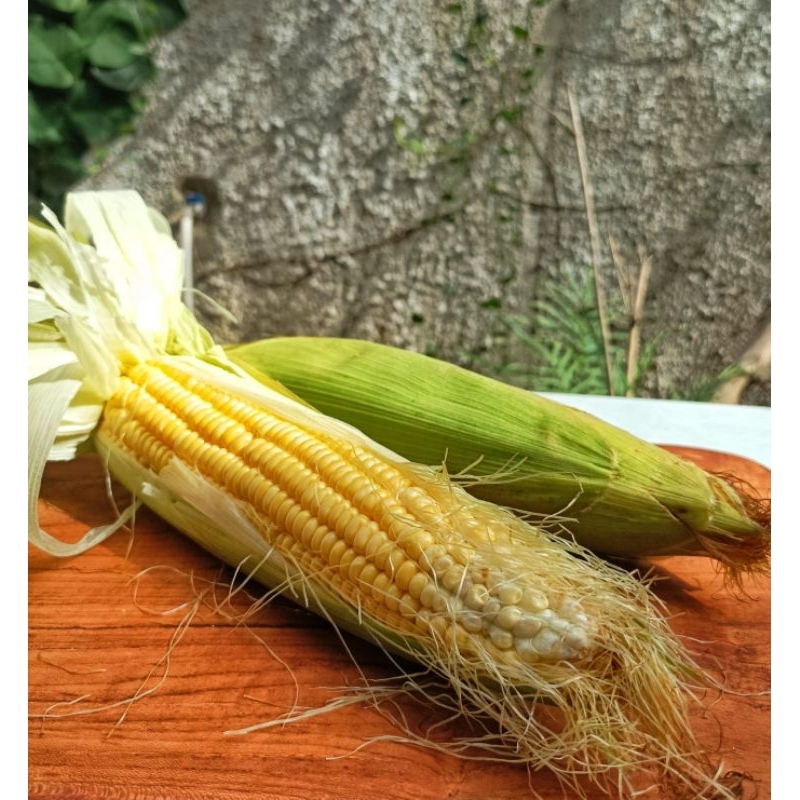 

Jagung manis per pcs