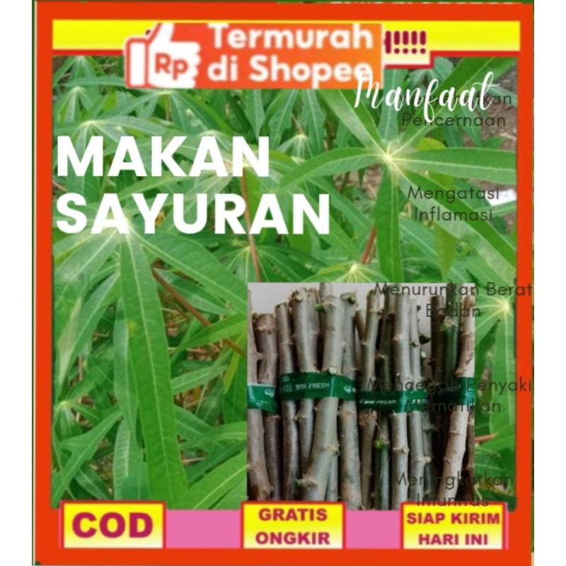 

DAUN SINGKONG SAYUR FRESH PER IKAT DAUN KECIL DAUN SINGKONG SEMPIT