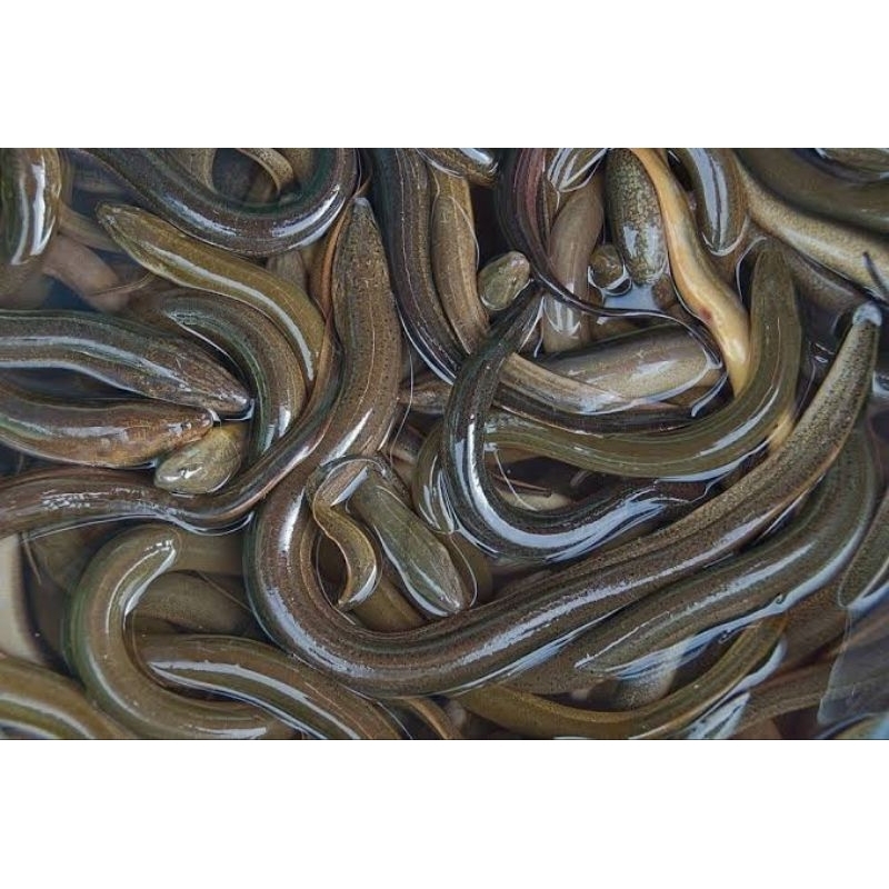 

Belut