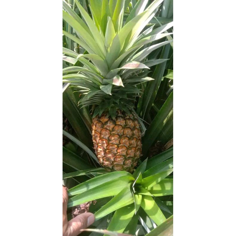 

NANAS MADU
