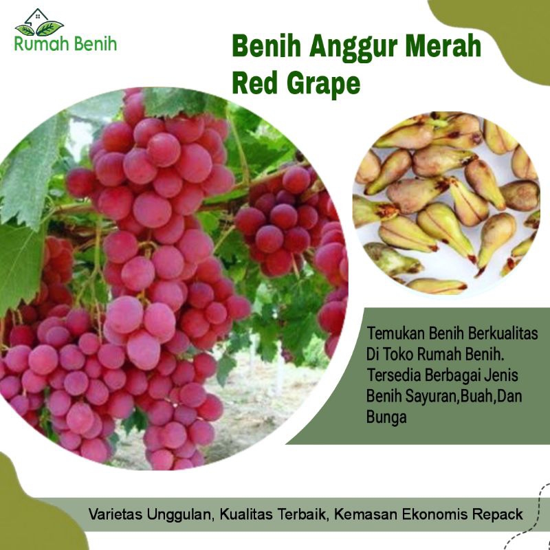 Benih Red Grape / Bibit Benih Anggur / Benih Anggur / Bibit Buah Anggur / Biji Benih Anggur / Benih 