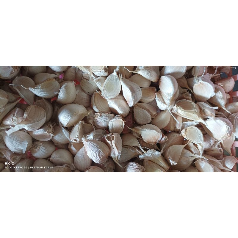 

bawang kating bersih