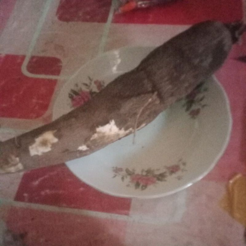 

Ubi singkong roti 1 kg