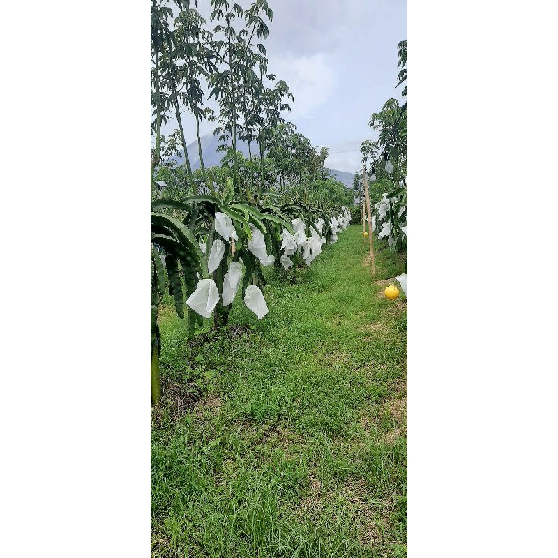 bibit buah naga kuning golden