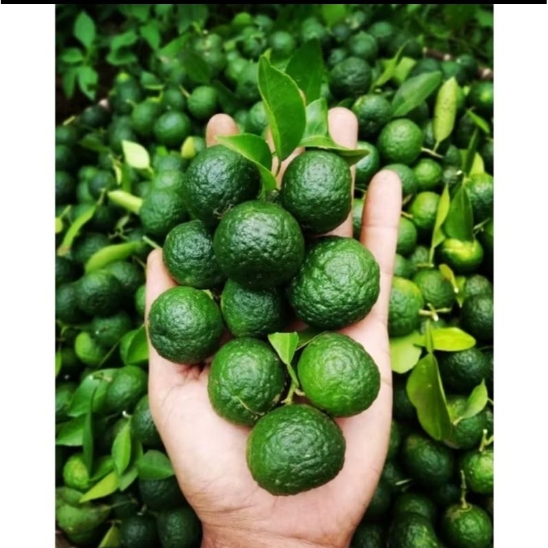 

1kg jeruk limau/jeruk makanan / jeruk sate / jeruk pengganti cuka.