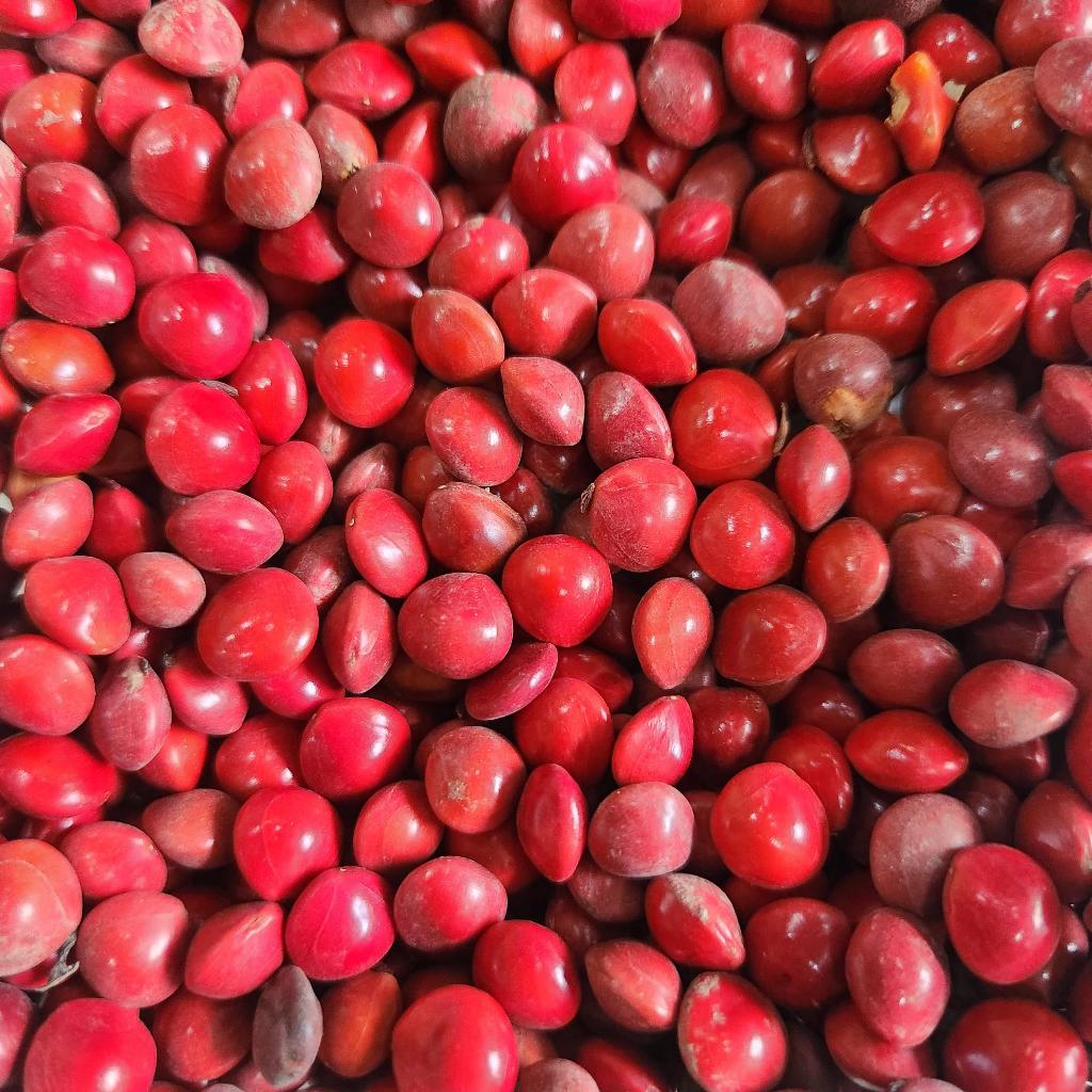 

(1kg) Biji Saga Merah Sogo Saga Rambat