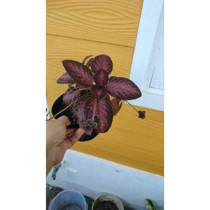 episcia ungu