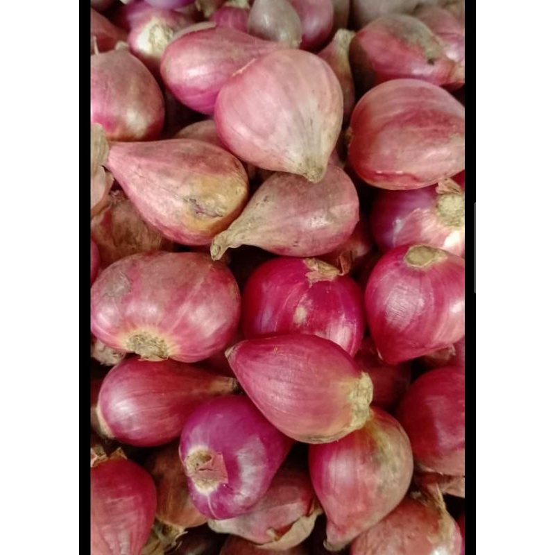 

Bawang Merah Brebes Super Onion 500gr