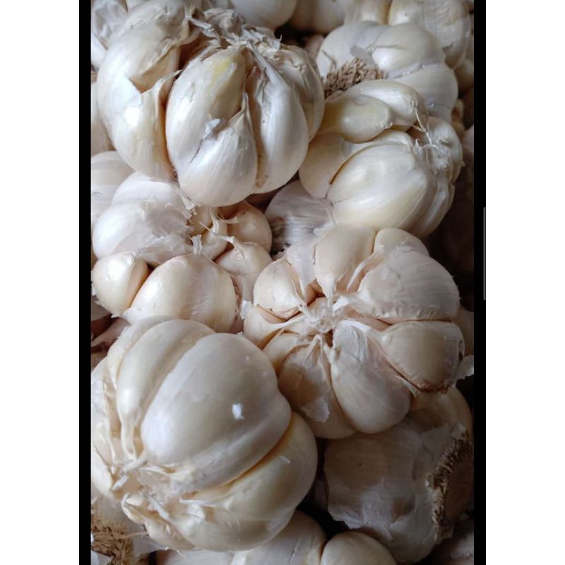 

Bawang Putih 250gr