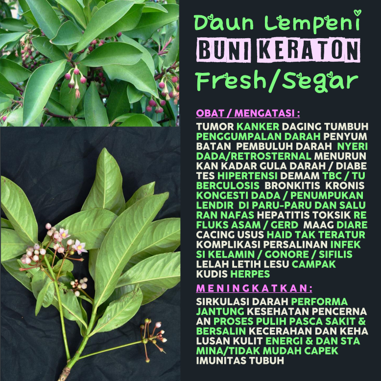 Vacuum-Packed Daun Lempeni Buni Keratoin Segar Obat Kanker Tumor TBC Penggumpalan Penyumbatan Pembul