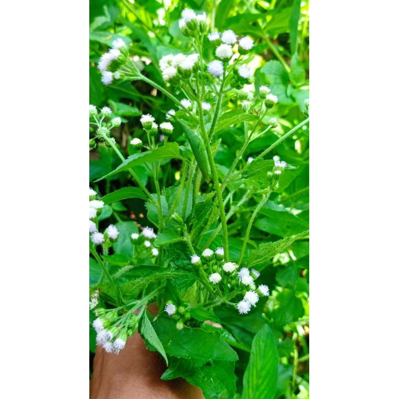 

Ready Daun Babadotan Fresh 1kg