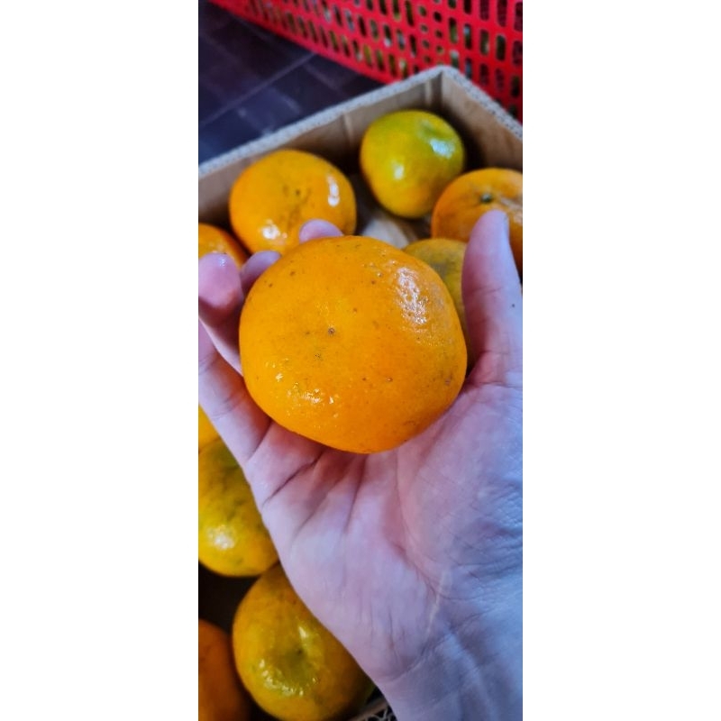 

Jeruk Kino Mr Madni Manis