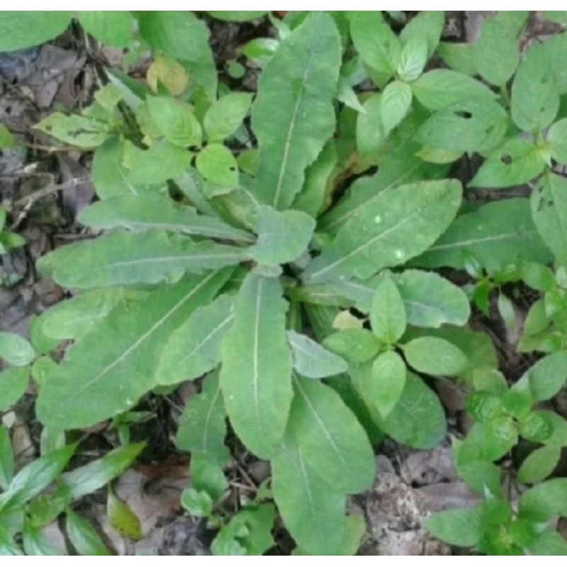 

Daun tempuyung segar Daun tempuyung fres 250g