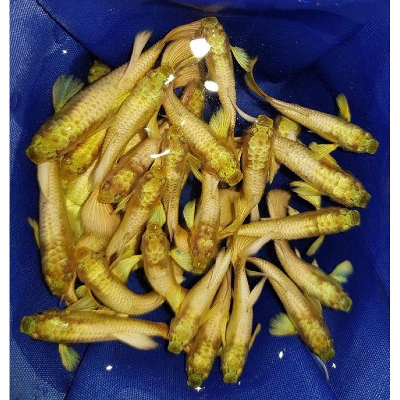 Guppy Super Gold Per pasang