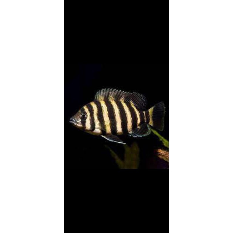 IKAN HIAS CHILCHID NINETY NINE / IKAN HIAS CICHLID NINETY NINE