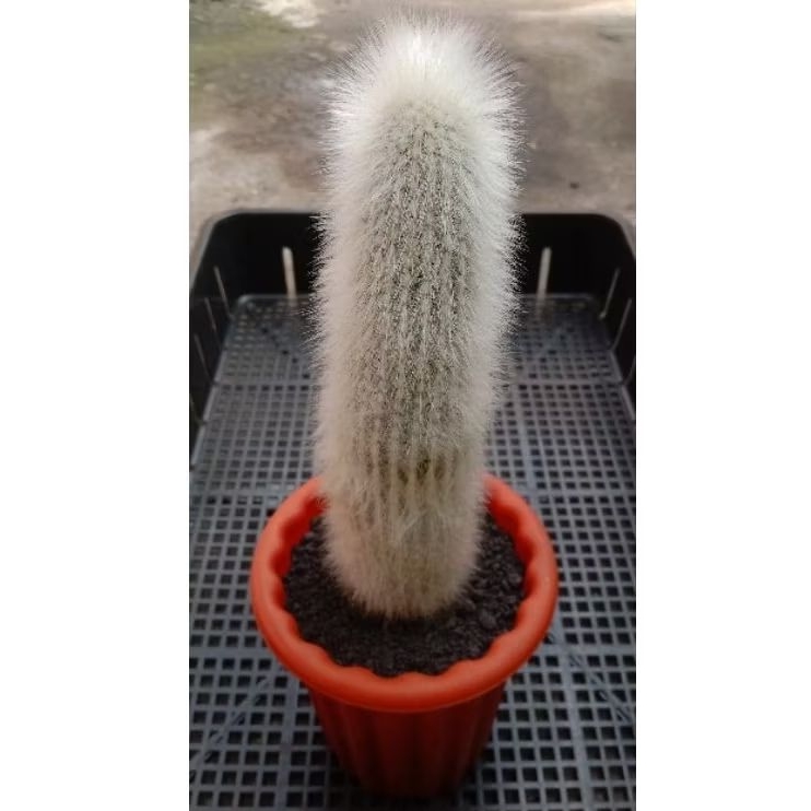 Oldman cactus ownrot