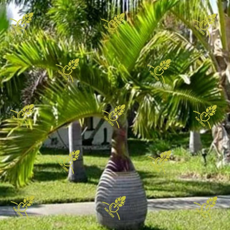 tanaman palem botol pohon palem botol merah pohon palm botol