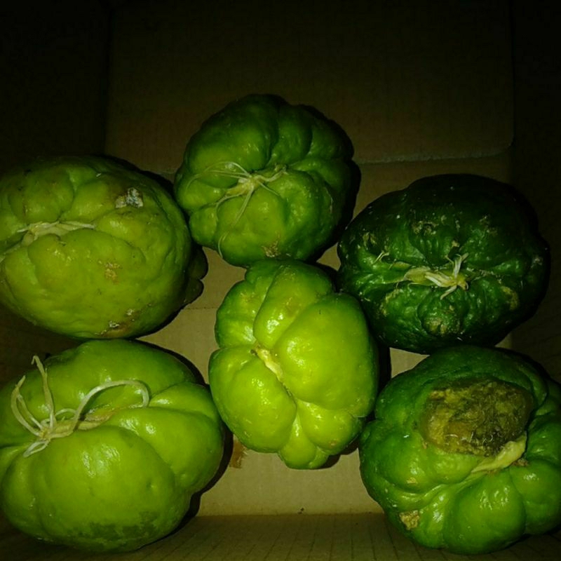 

Bibit Tanaman Labu Siam / Manisah / Gondes / Jipang