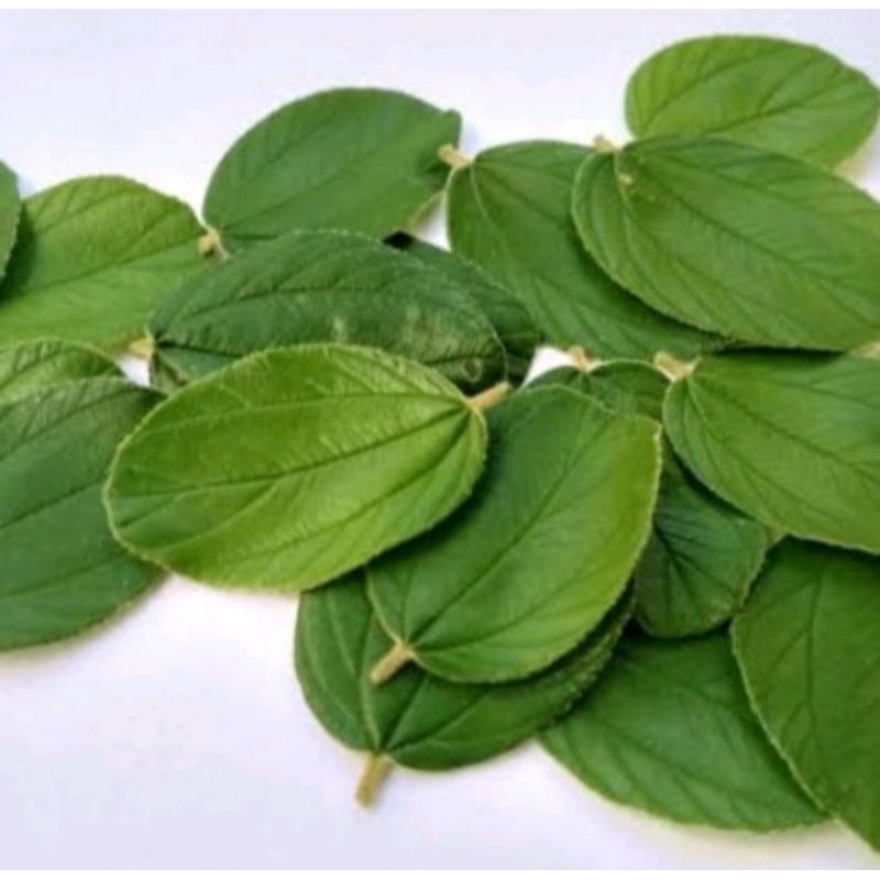 

250 lembar daun bidara arab