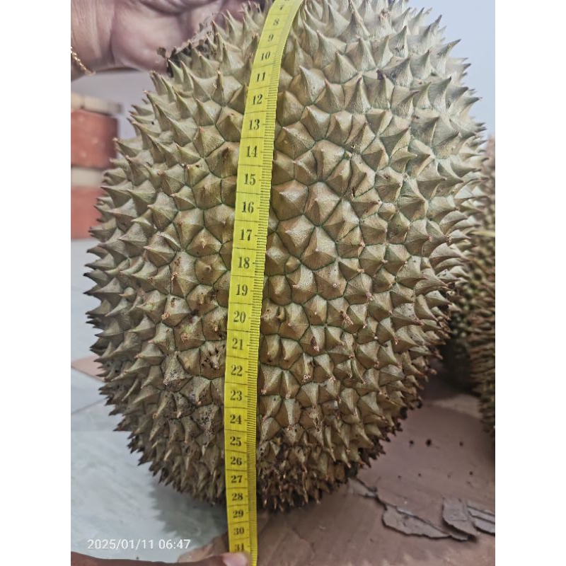 

Durian