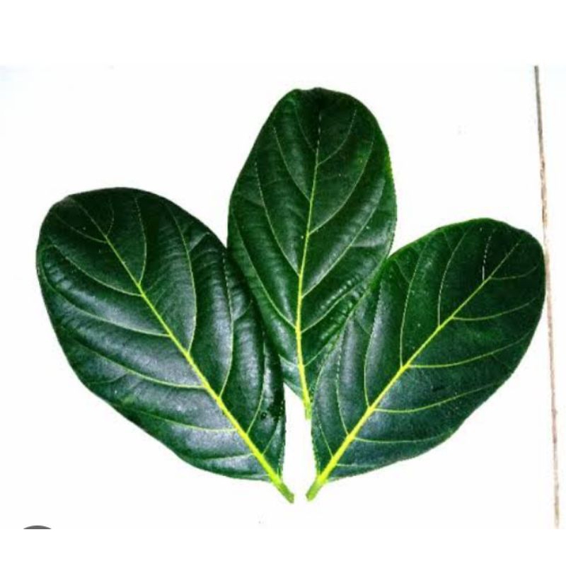 

daun nangka 100 lembar