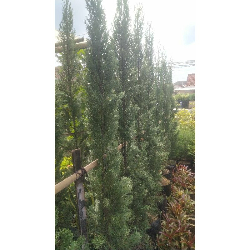 Pohon Cemara Lilin 2 meter