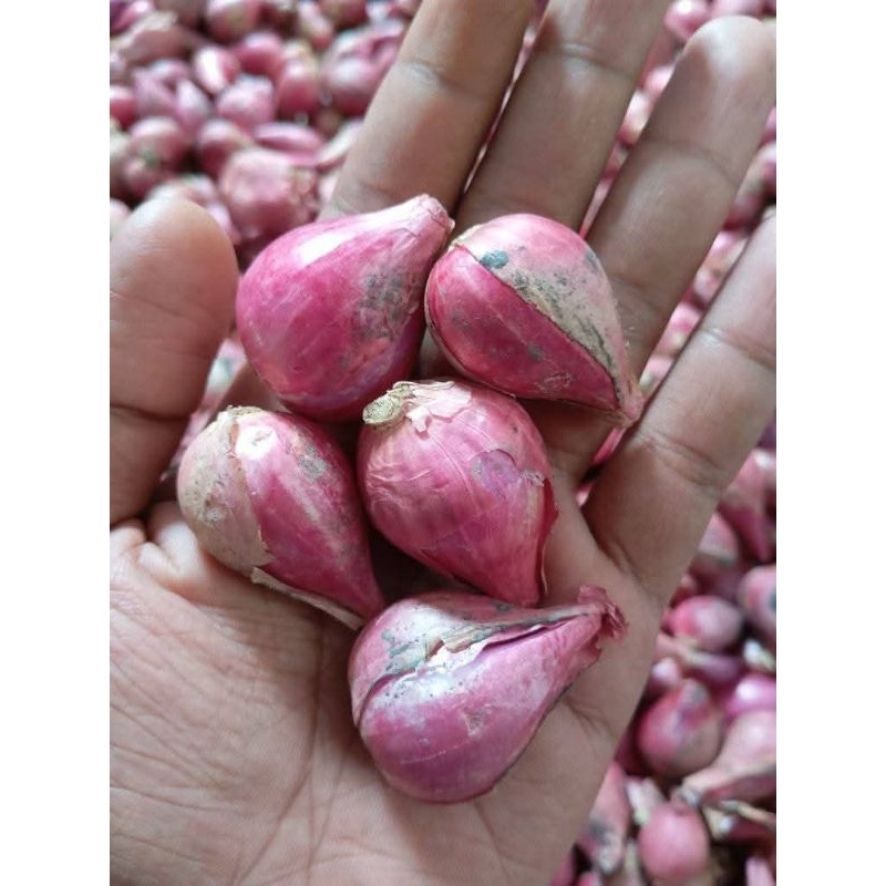 

BAWANG MERAH BREBES ASLI // BAWANG MERAH 1 KWINTAL