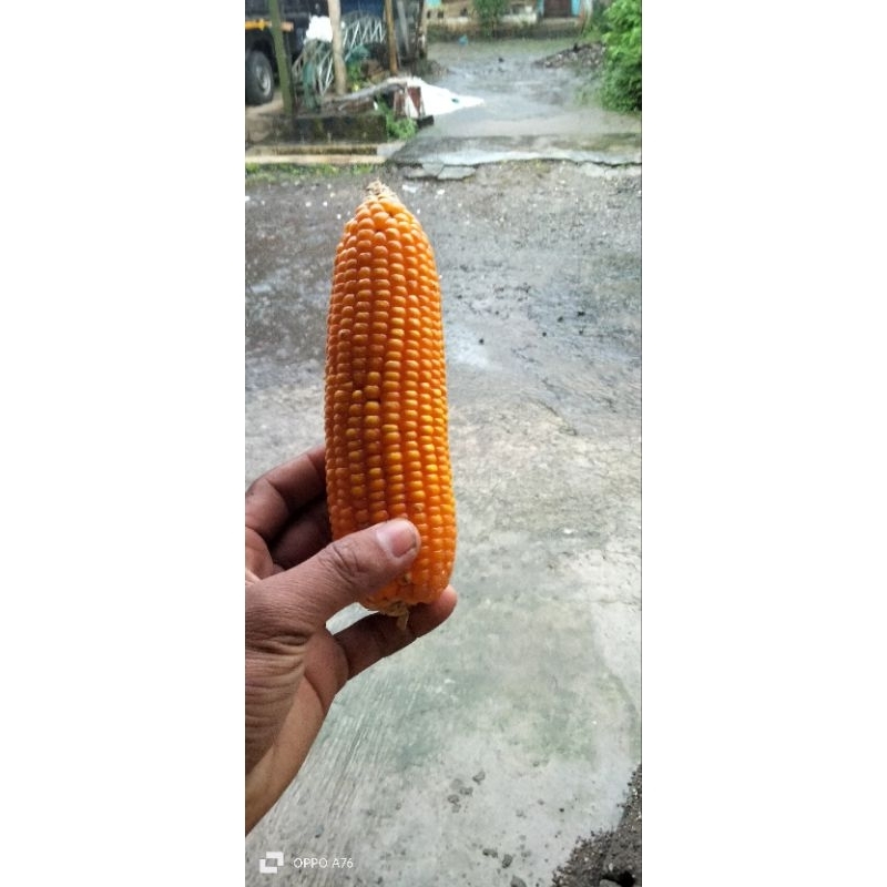 

jagung plus tongkol jagung tua