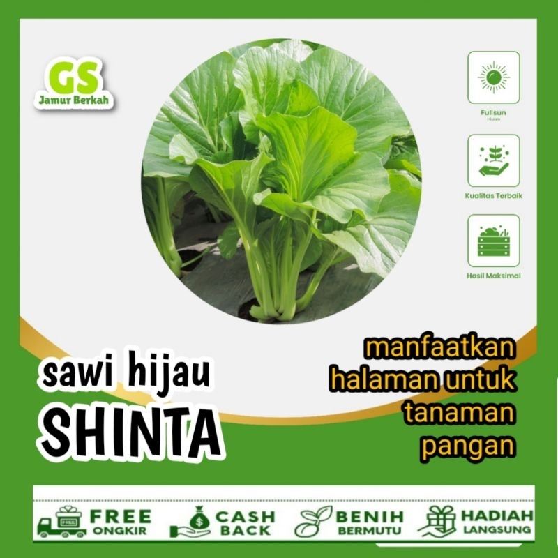 

sawi hijau 100 biji