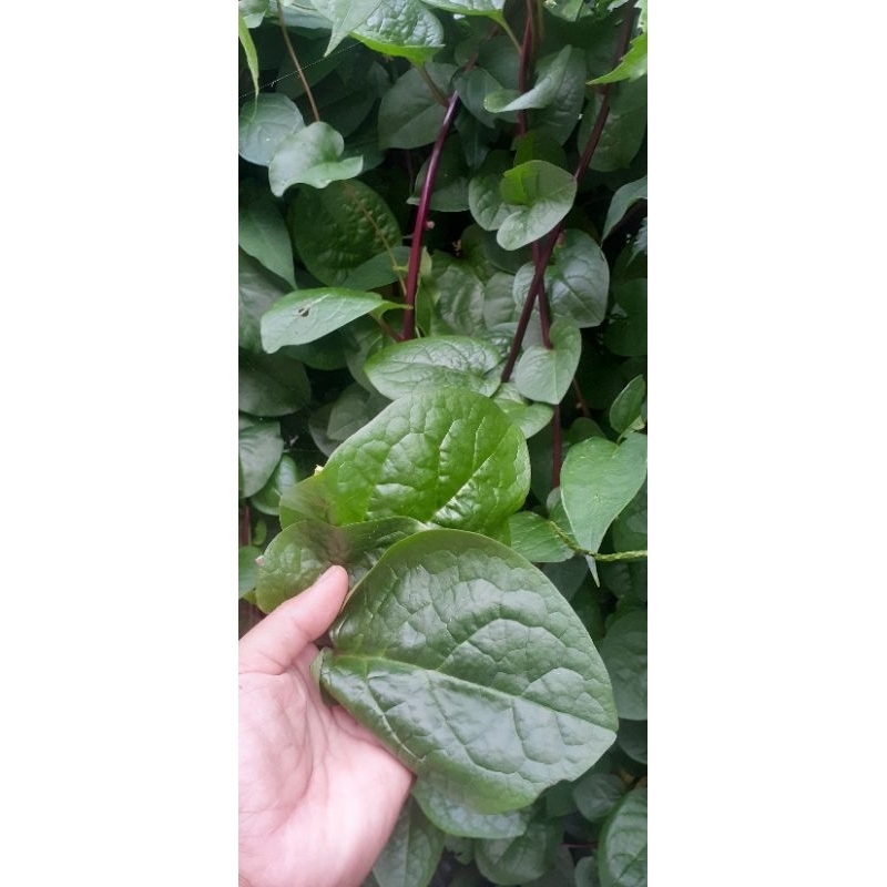 

Daun Binahong 500gram