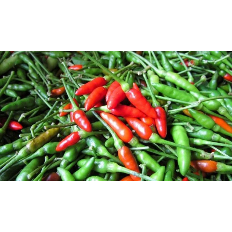 

Cabai Rawit Hijau 250 gr